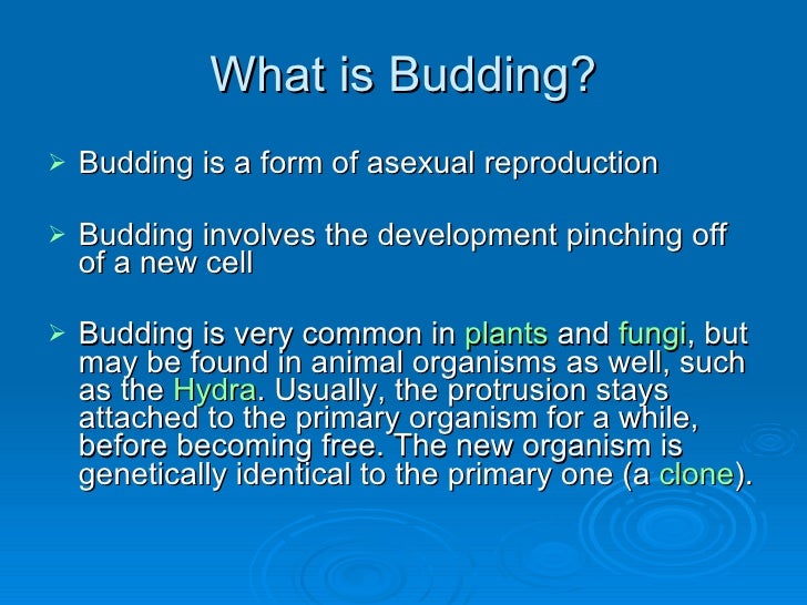 Prokaryotic reproduction budding asexual reproduction Prokaryotic reproduction budding asexual reproduction